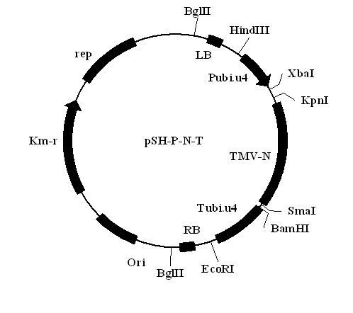 Intraspecific gene improvement method for common tobacco mosaic virus resistance