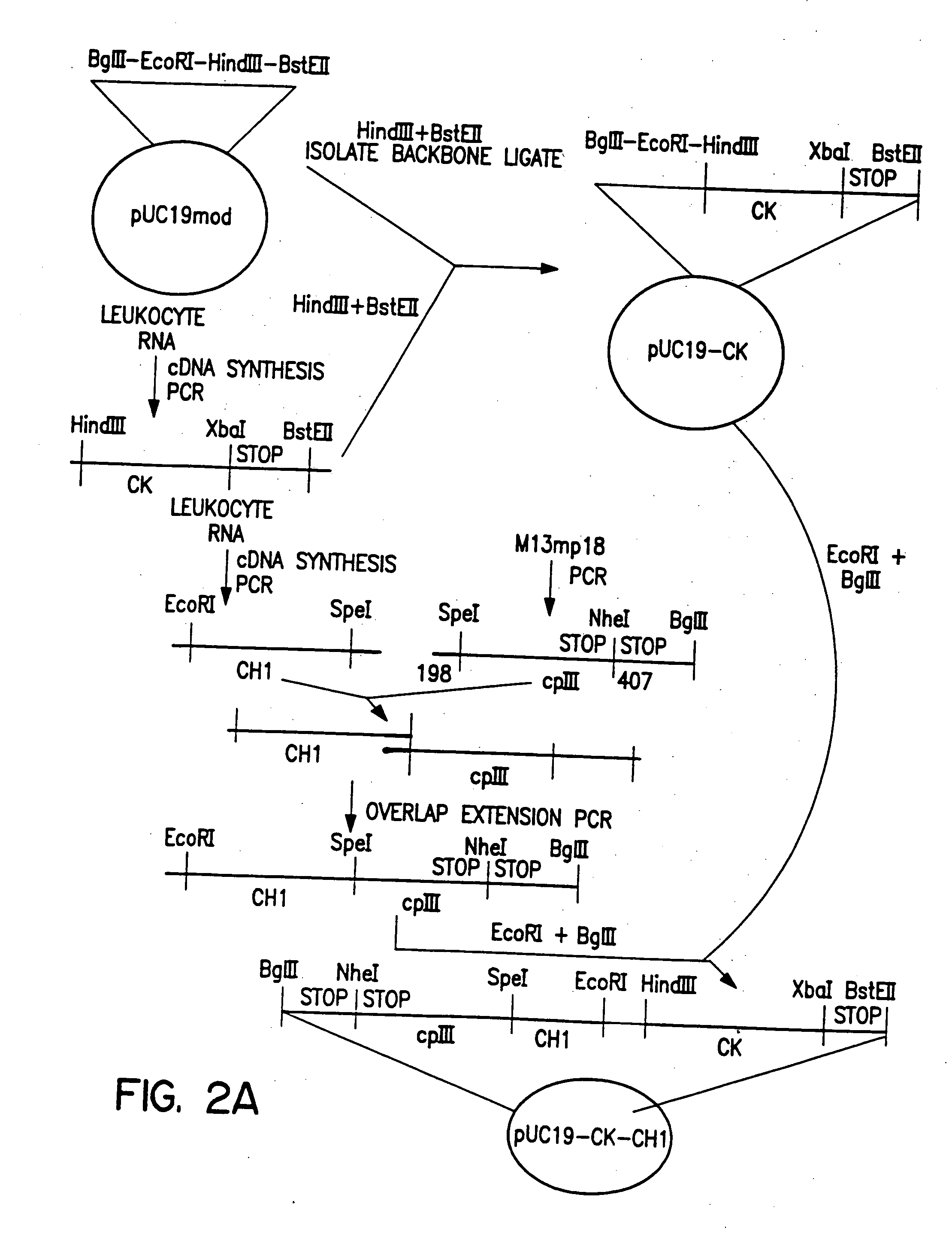 Polyclonal antibody libraries