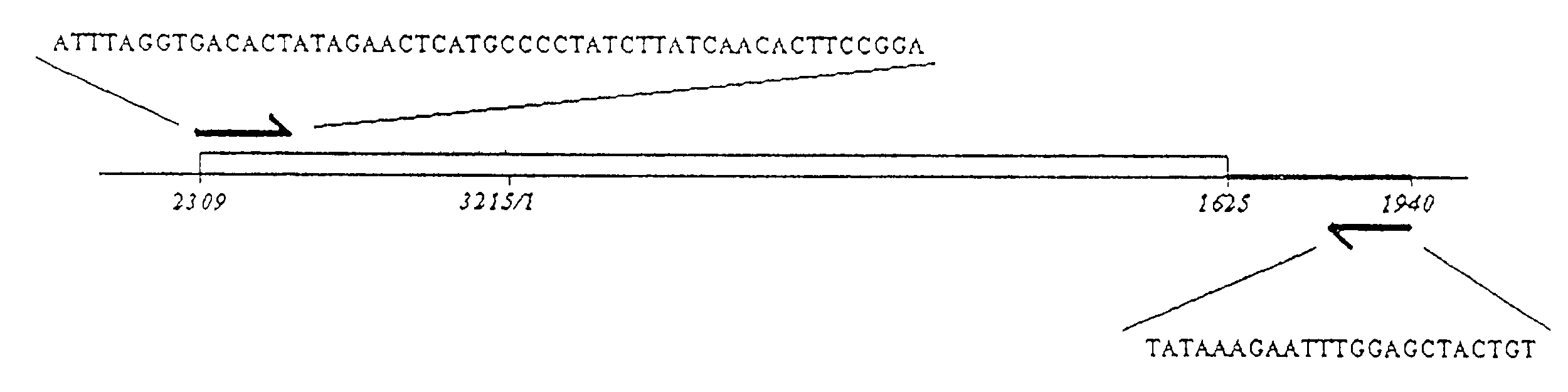 In vitro activity assay for human hepatitis B virus (HBV) DNA polymerase, and its use for screening for inhibitors of HBV DNA polymerase