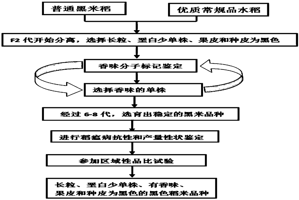 Breeding method of high-quality black rice