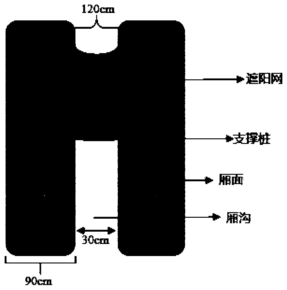 Undergrowth ecological planting method for pseudo-ginseng