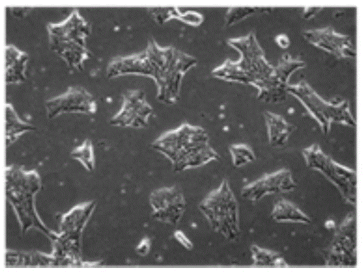 Vascular endothelial cell culture method