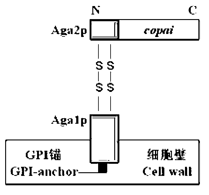 New linoleic acid isomerase gene, and vector and strain containing same