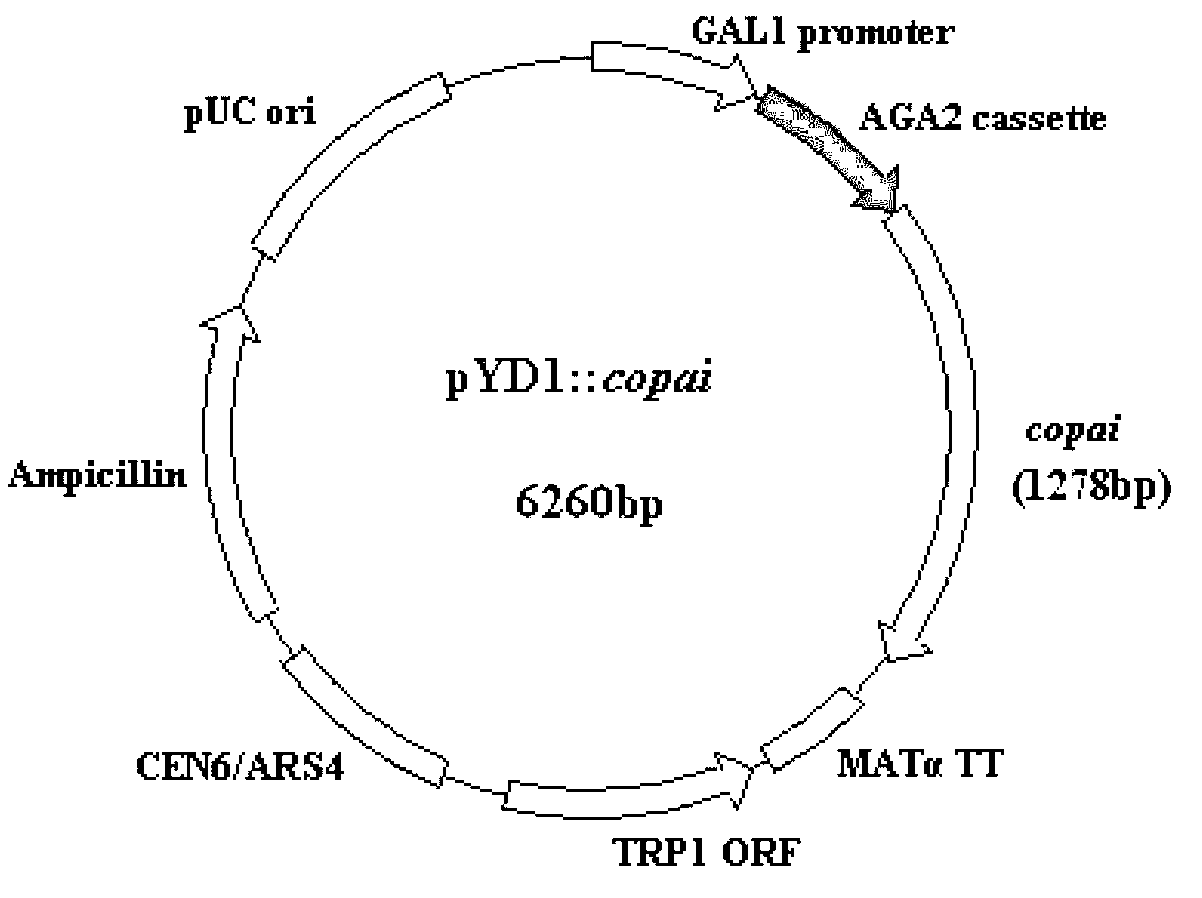 New linoleic acid isomerase gene, and vector and strain containing same