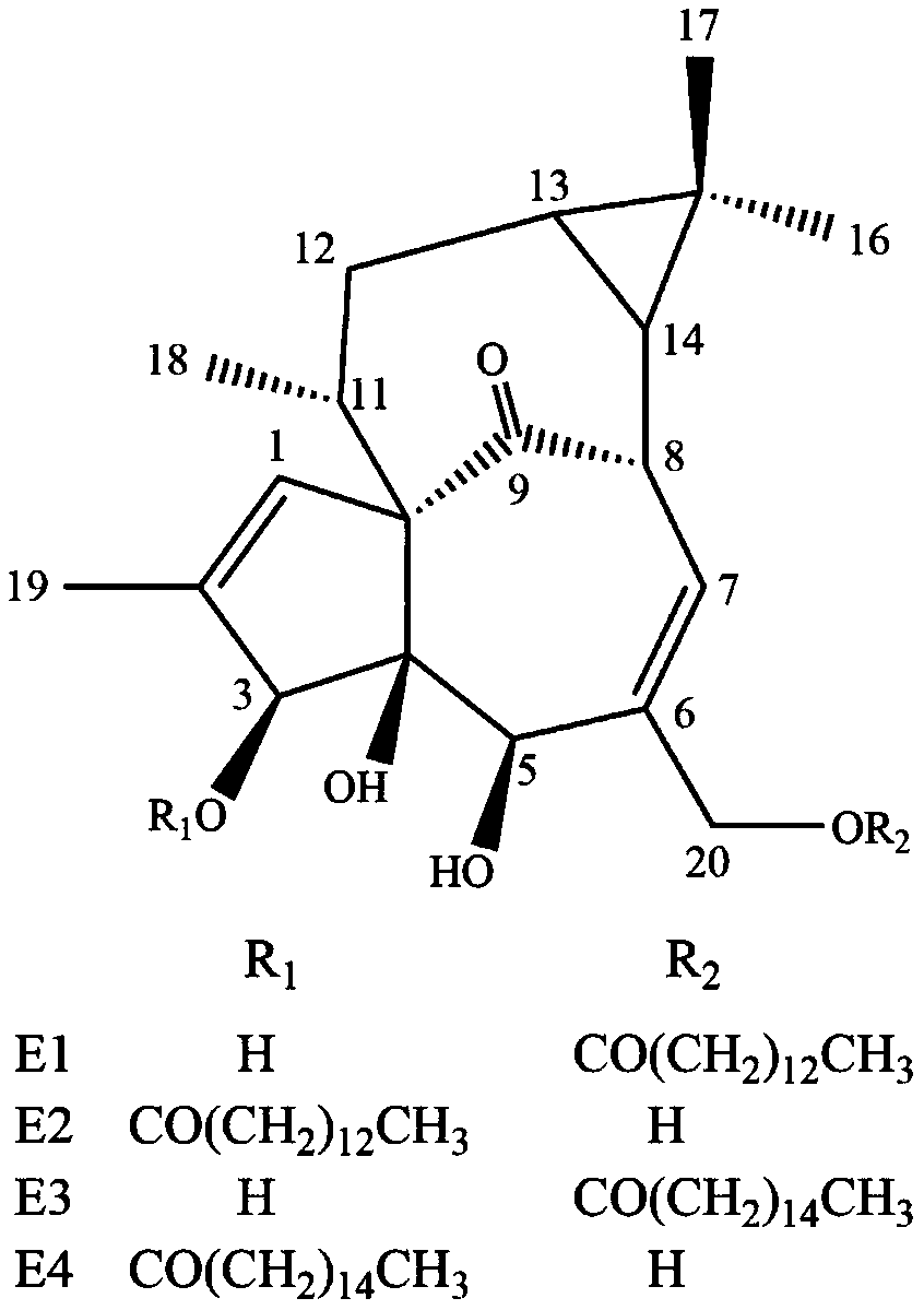 Preparation method of ingenane-type diterpenoid and application of same in pharmacy