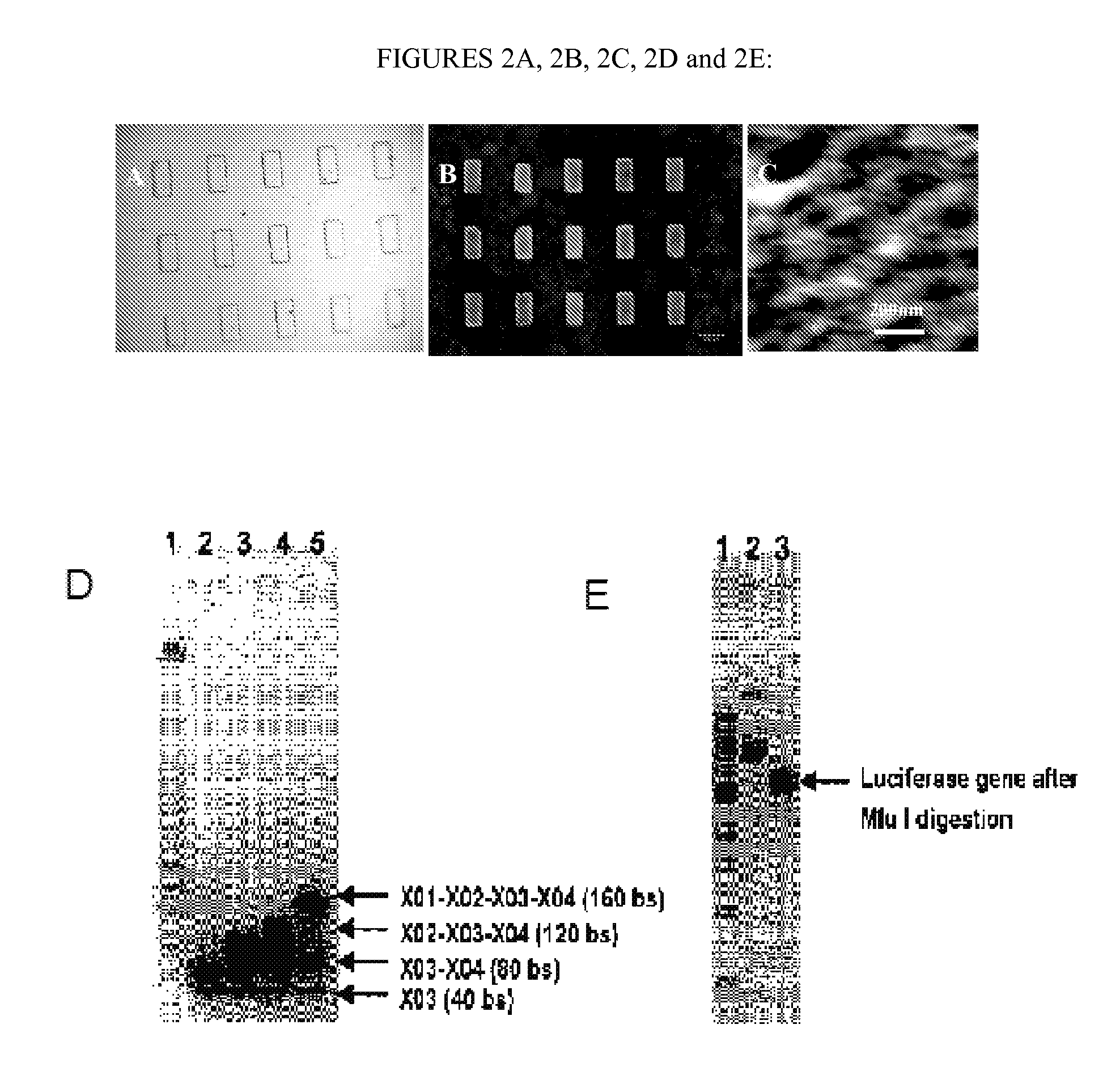 Nucleic acid-based matrixes