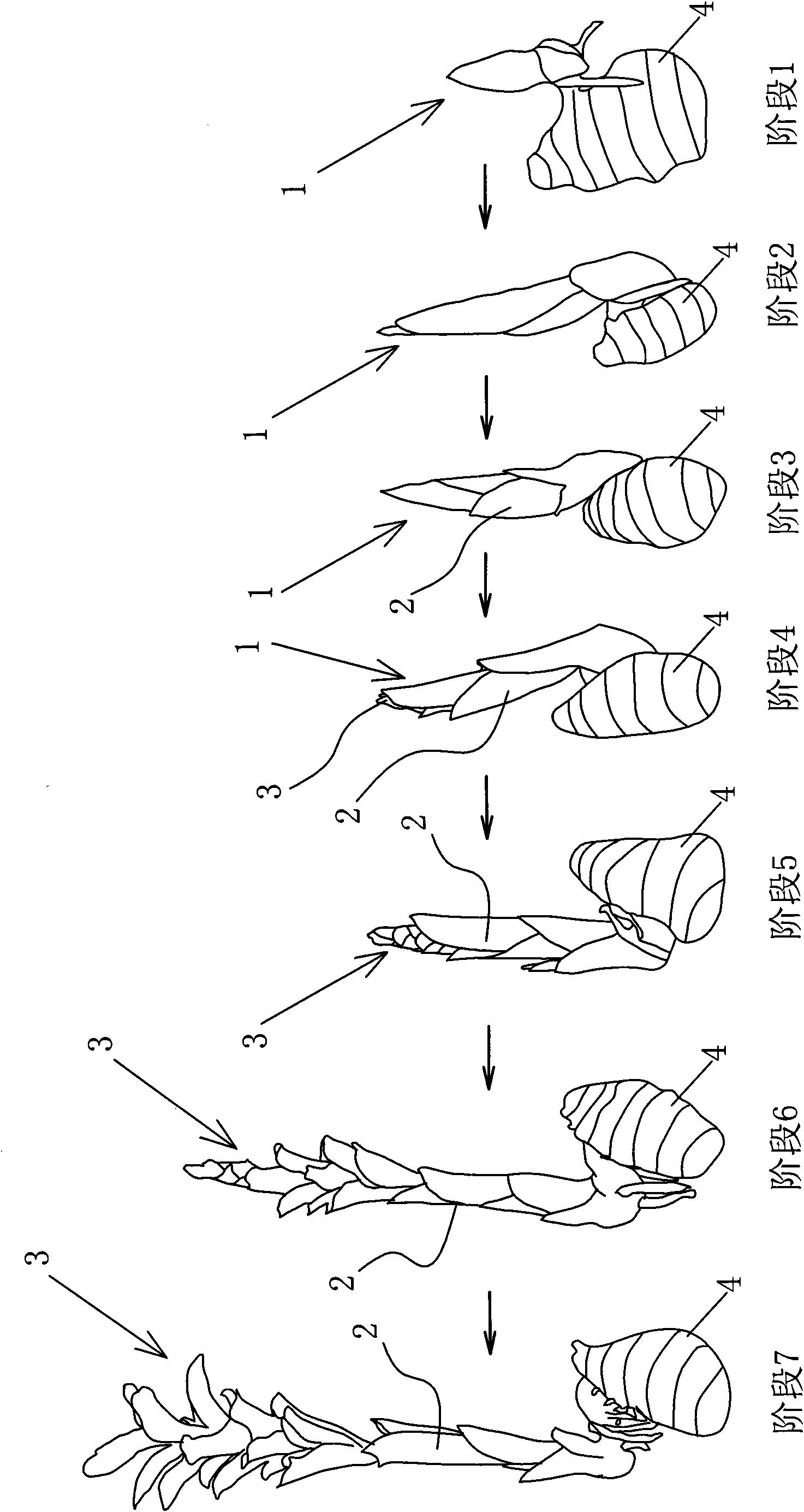 Guangxi zedoary aquiculturing and blooming method