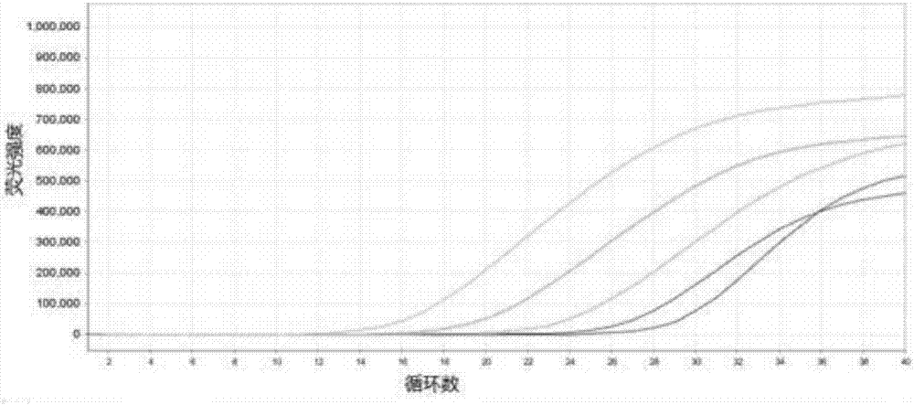 Real-time fluorescence RT-PCR (Reverse Transcription-Polymerase Chain Reaction) detection method and kit for mycobacterium tuberculosis 85B mRNA