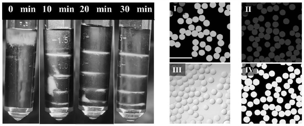 Hydrogel microcarrier and its preparation method and application