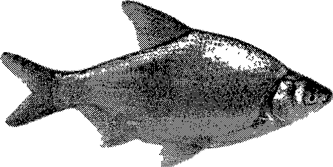 Distant hybridization method for megalobrama amblycephala and yellow catfish