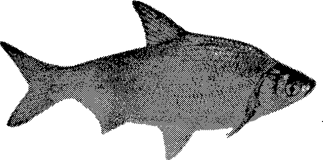 Distant hybridization method for megalobrama amblycephala and yellow catfish