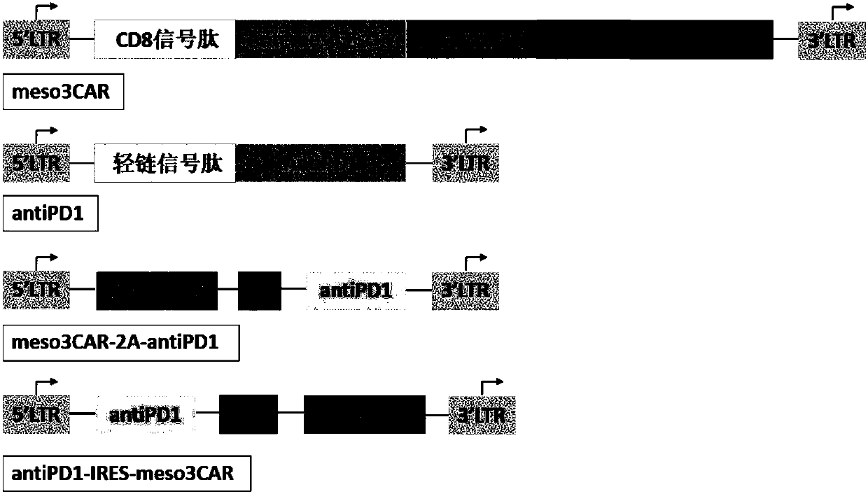 Chimeric antigen receptor-modified T cells capable of self-expressing PD-1 antibody and targeting mesothelin and uses thereof