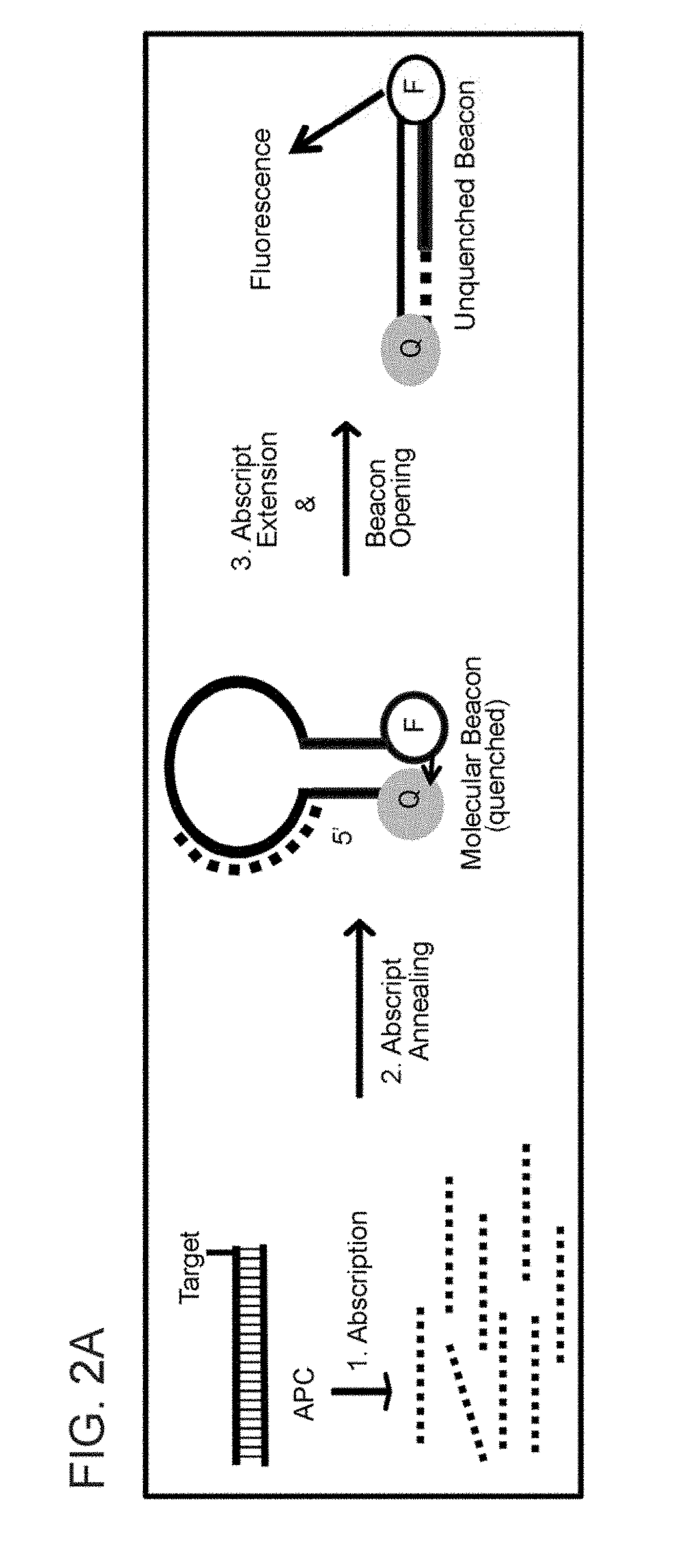 ABORTIVE PROMOTER CASSETTES AND METHODS FOR FUSION TO TARGETS AND QUANTITATIVE CpG ISLAND METHYLATION DETECTION USING THE SAME