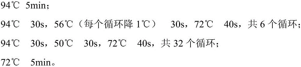 Characteristic nucleotide sequence, primer, kit and method for authenticating Flammulina fennae