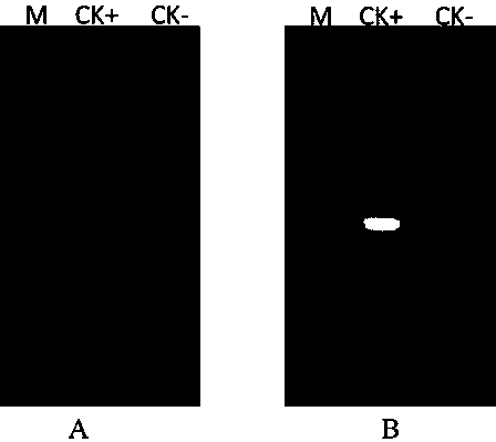 Probes for TORCH detection, gene chip, kit and detection method