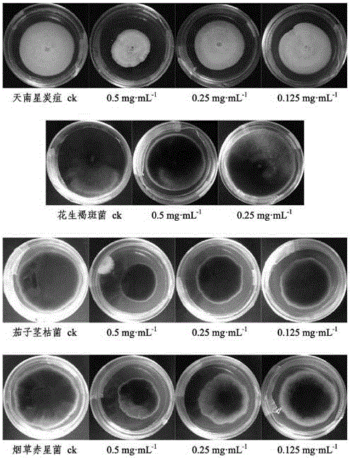 Application of monomeric compound in wisteria sinensis sweet caulis and separation and purification method of monomeric compound