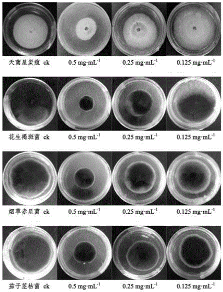 Application of monomeric compound in wisteria sinensis sweet caulis and separation and purification method of monomeric compound