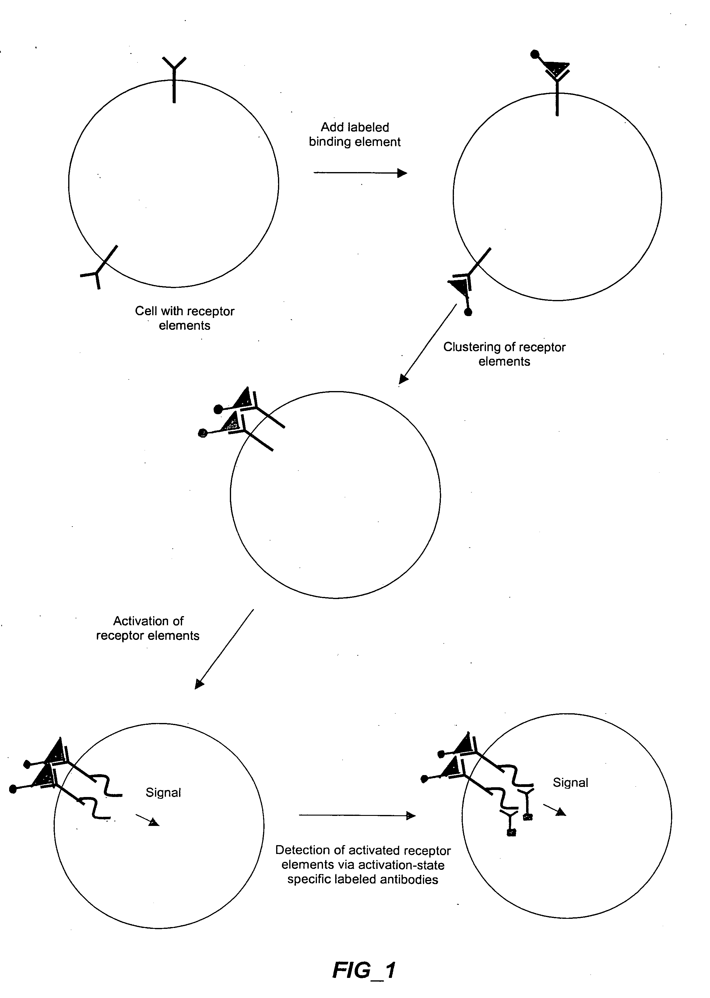 Methods and compositions for detecting receptor-ligand interactions in single cells