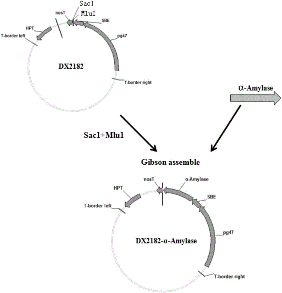 Application of plant alpha diastase