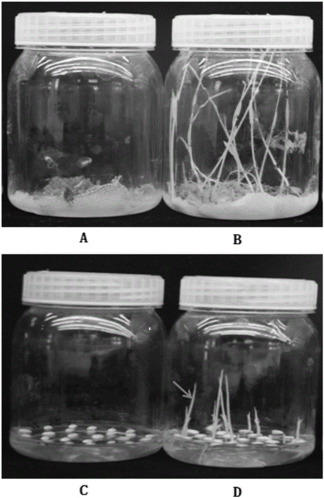 Application of plant alpha diastase