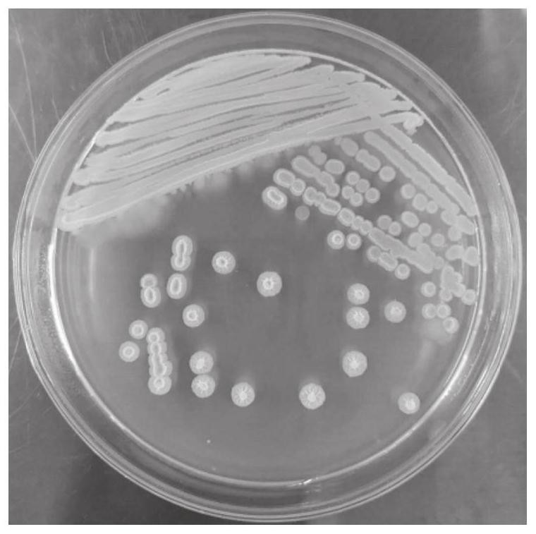 A Strain of Bacillus and Its Application