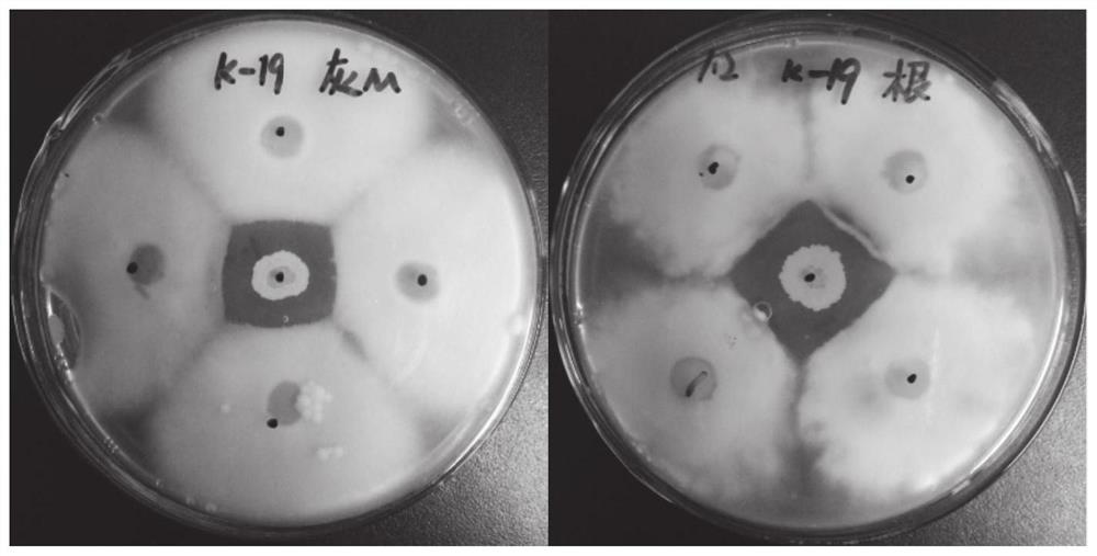 A Strain of Bacillus and Its Application