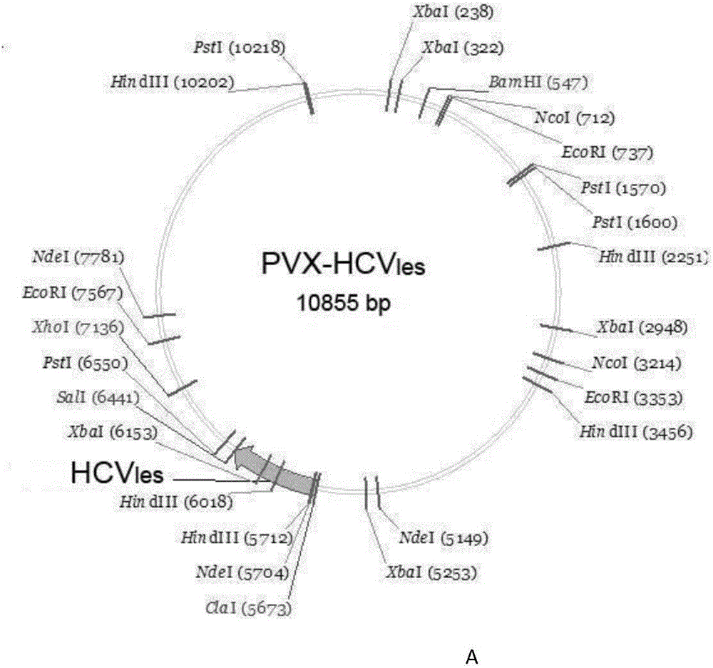 Hepatitis C virus fusion antigen protein and application thereof