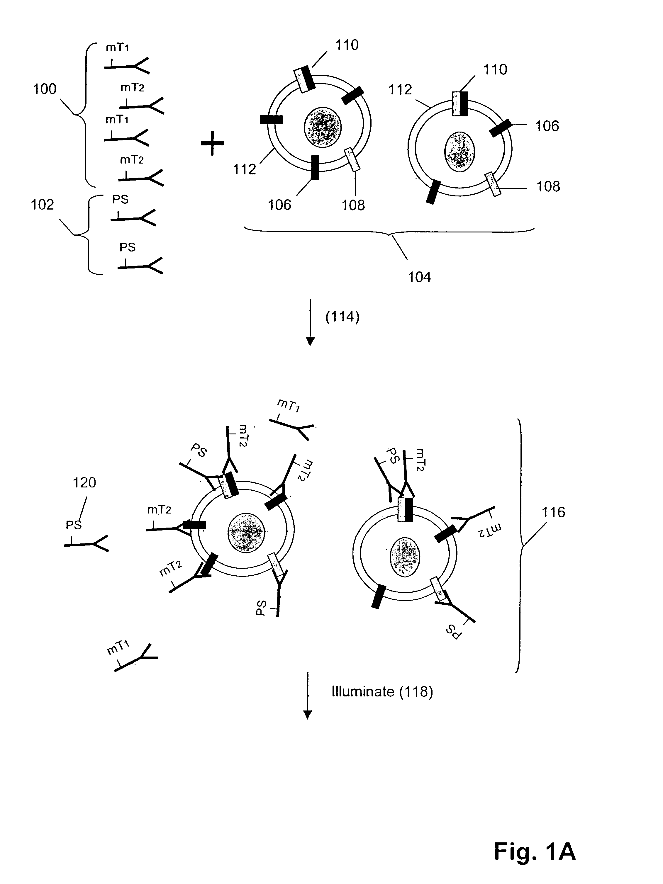 Detecting receptor oligomerization