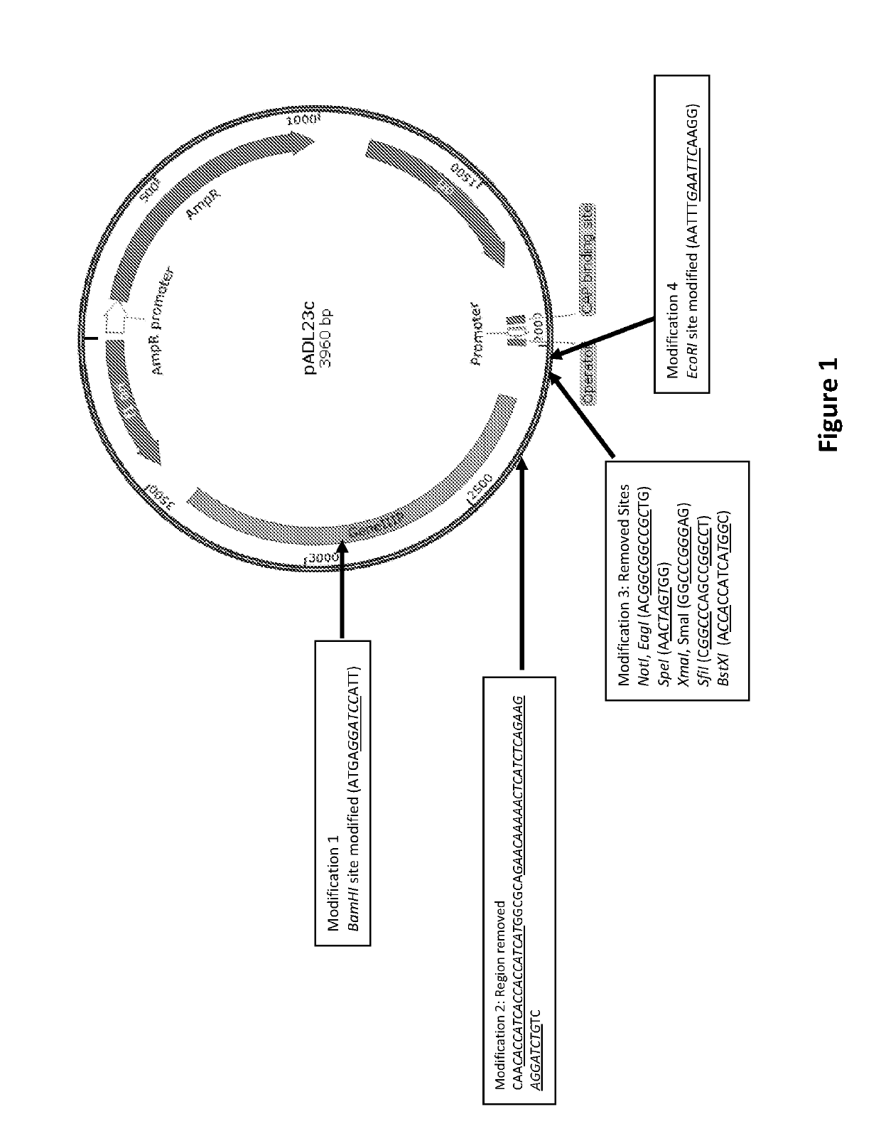 Vectors for cloning and expression of proteins, methods and applications thereof