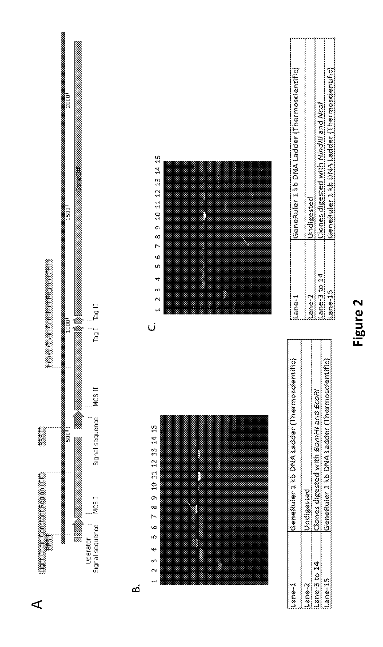 Vectors for cloning and expression of proteins, methods and applications thereof