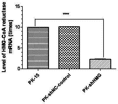 Method for preparing porcine circovirus type 2 high-sensitivity cell line