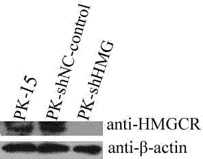 Method for preparing porcine circovirus type 2 high-sensitivity cell line