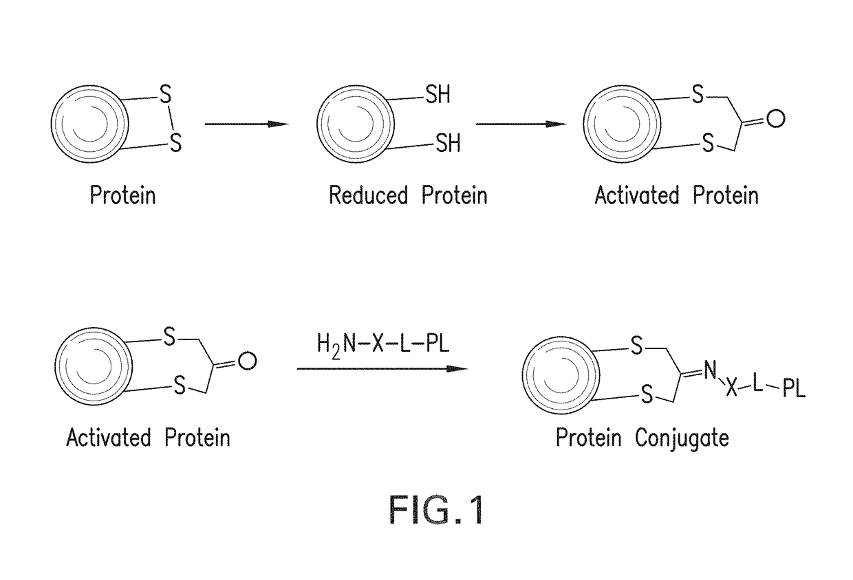 Methods for making conjugates from disulfide-containing proteins