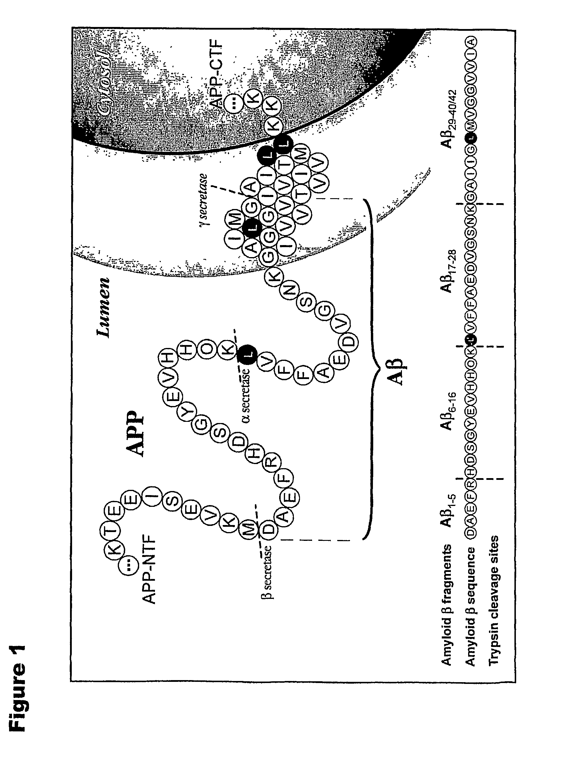 Methods for measuring the metabolism of neurally dervied biomolecules in vivo