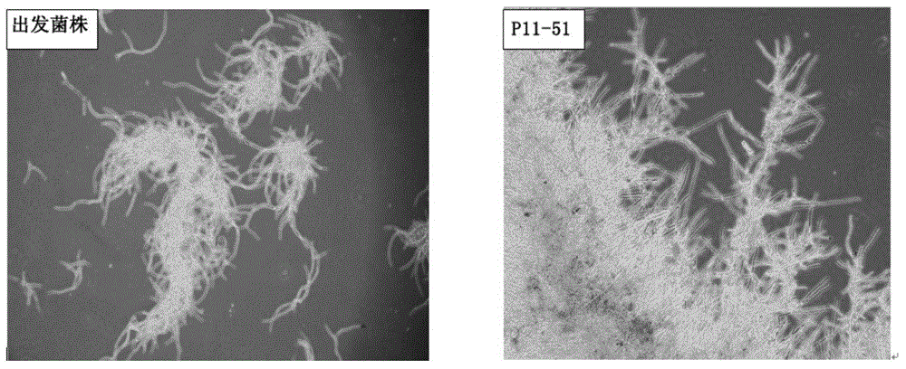 Aspergillus niger strain producing alpha-amylase, and its application