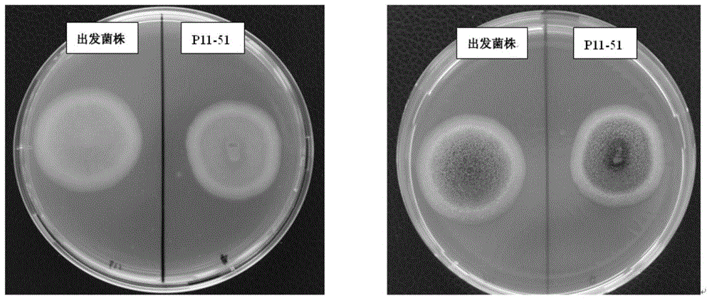 Aspergillus niger strain producing alpha-amylase, and its application