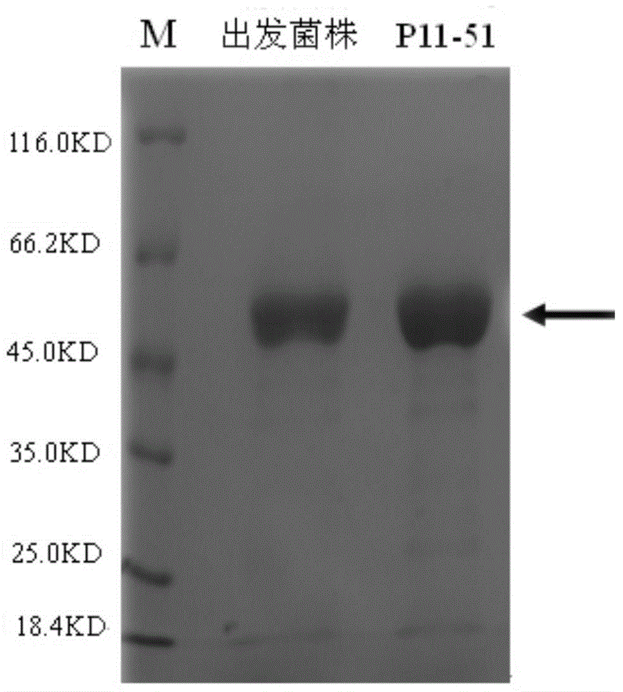 Aspergillus niger strain producing alpha-amylase, and its application