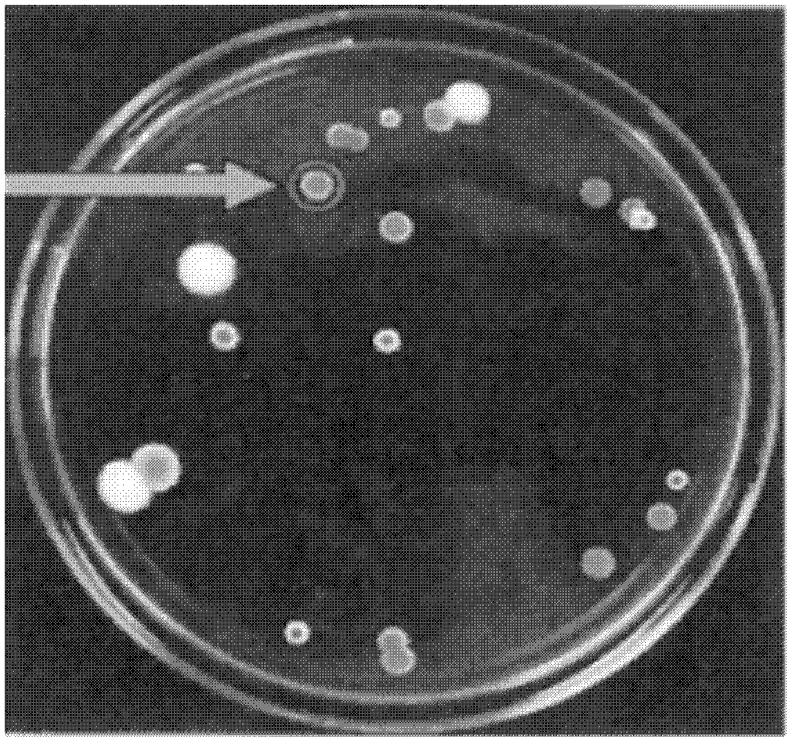 Strain culture solution for preventing root knot nematode and preparation method thereof