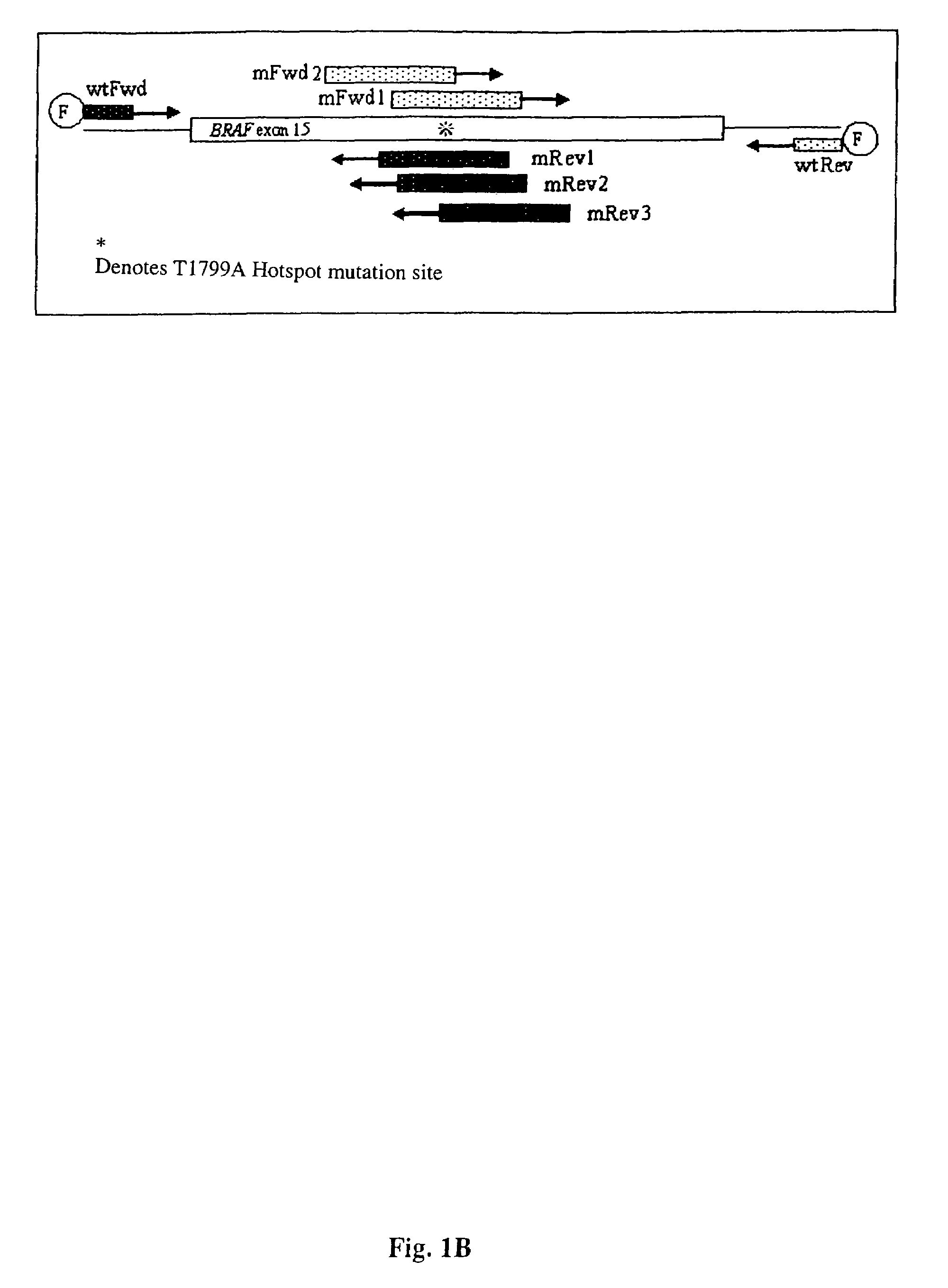 Methods for detecting circulating mutant BRAF DNA