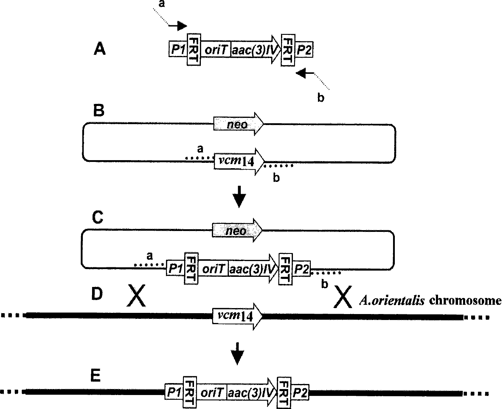 Method for improving yield of ECO-0501 produced by fermenting Amycolatopsis orientalis