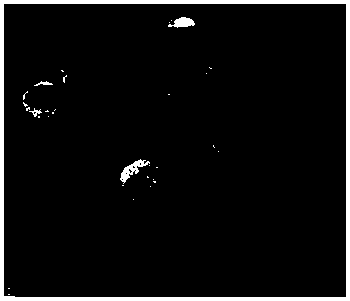 Method for detecting infection with schistosoma japonicum by using host exosomes miRNA-223-3p