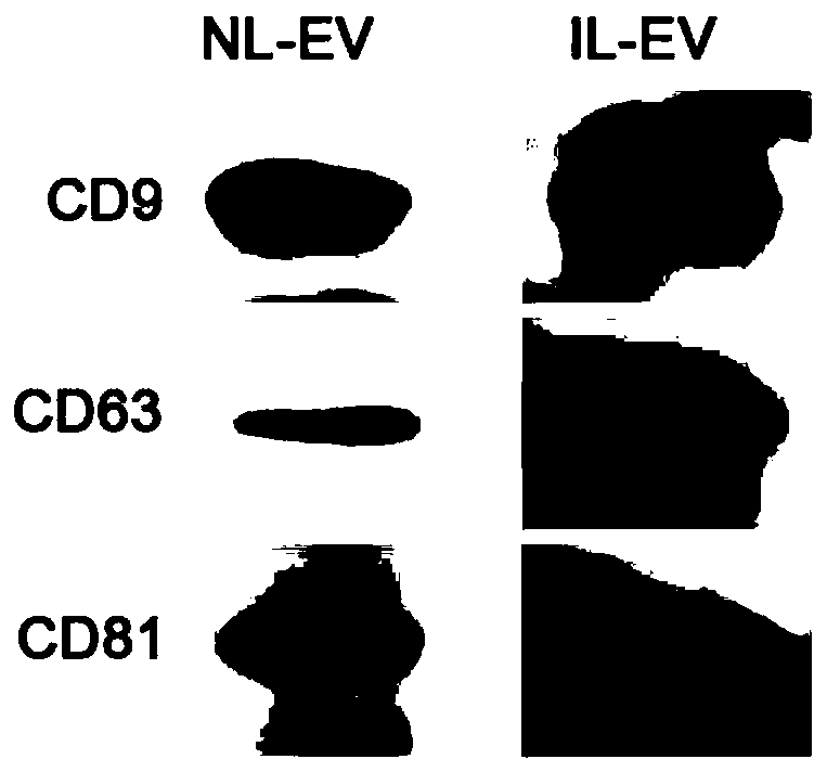 Method for detecting infection with schistosoma japonicum by using host exosomes miRNA-223-3p