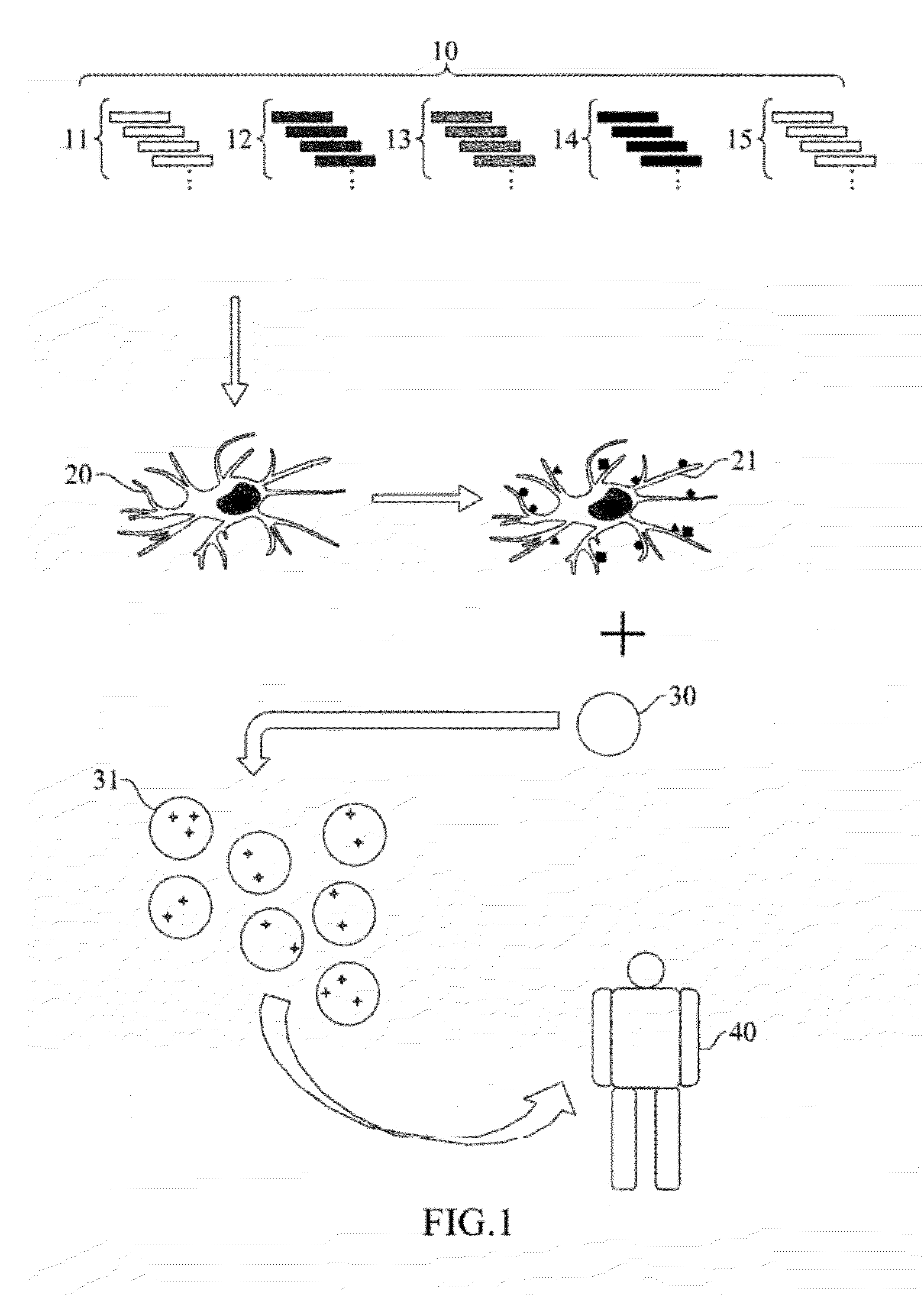 Immunogenic composition comprising peptides derived from cytomegalovirus and the use thereof