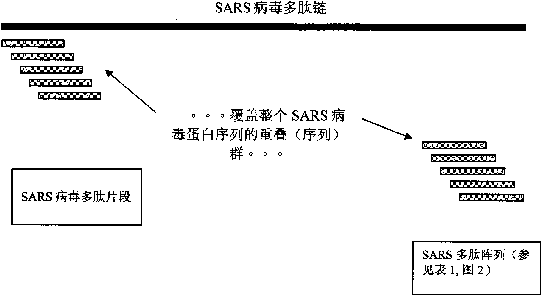 Novel specific polypeptide and application thereof in preparing medicament for diagnosing, preventing and treating severe acute respiratory syndrome caused by coronaviruses