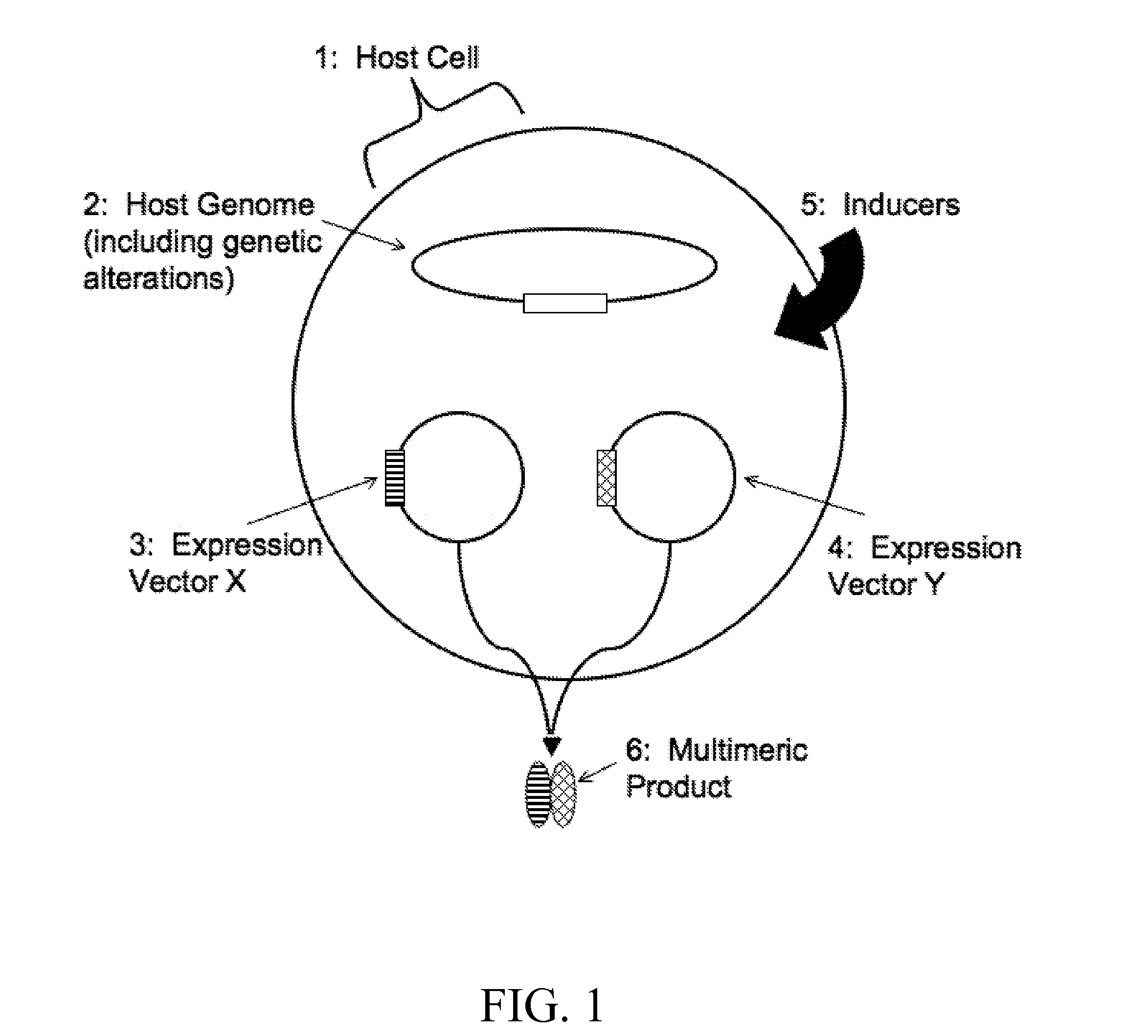 Inducible coexpression system