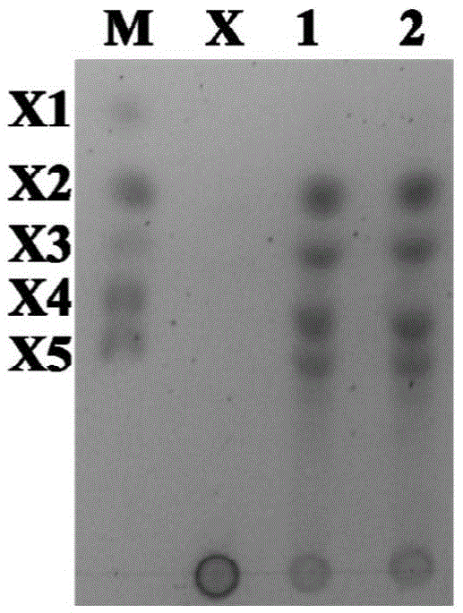 Heat-resistant xylanase and application thereof