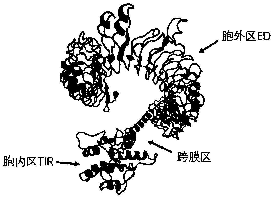 A kind of prawn disease-resistant Toll9 protein and its coding cDNA and application