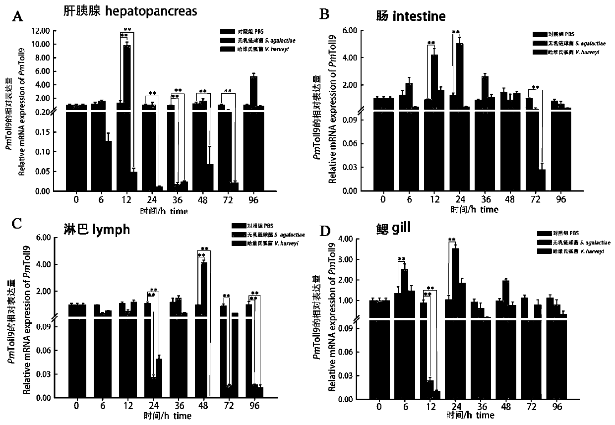 A kind of prawn disease-resistant Toll9 protein and its coding cDNA and application