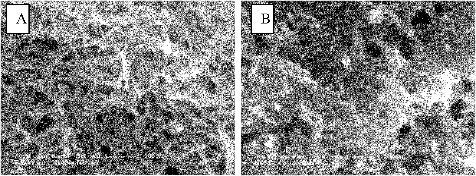 Preparation method of electrochemical immunosensor for detecting salbutamol quickly