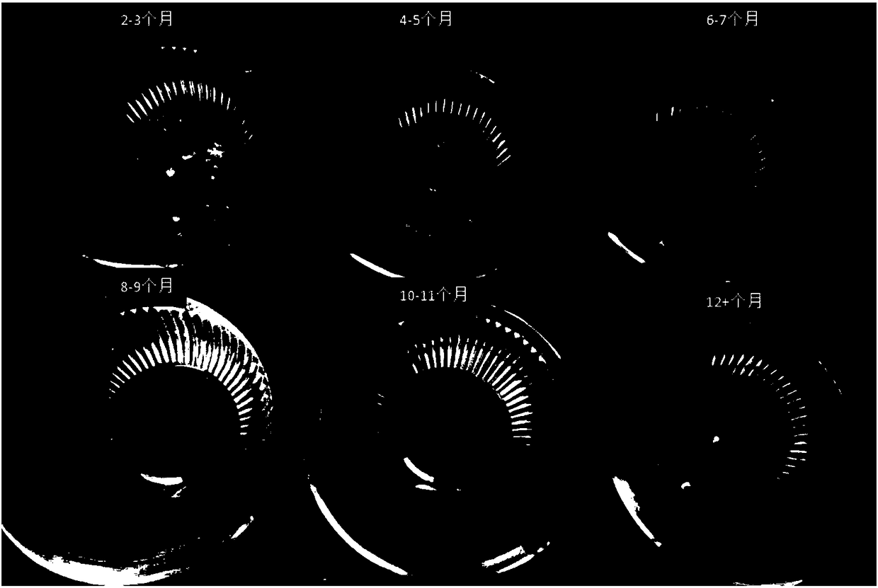 A kind of egg collection method and application of Chrysocephala larvae